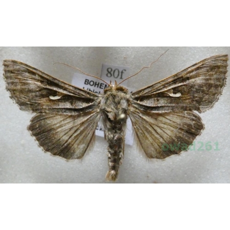 Autographa gamma (Linnaeus, 1758) Błyszczka jarzynówka Czech80f